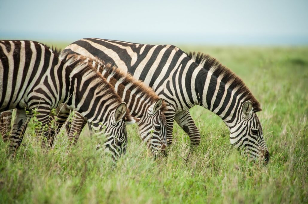 Spotted in Serengeti Safaris