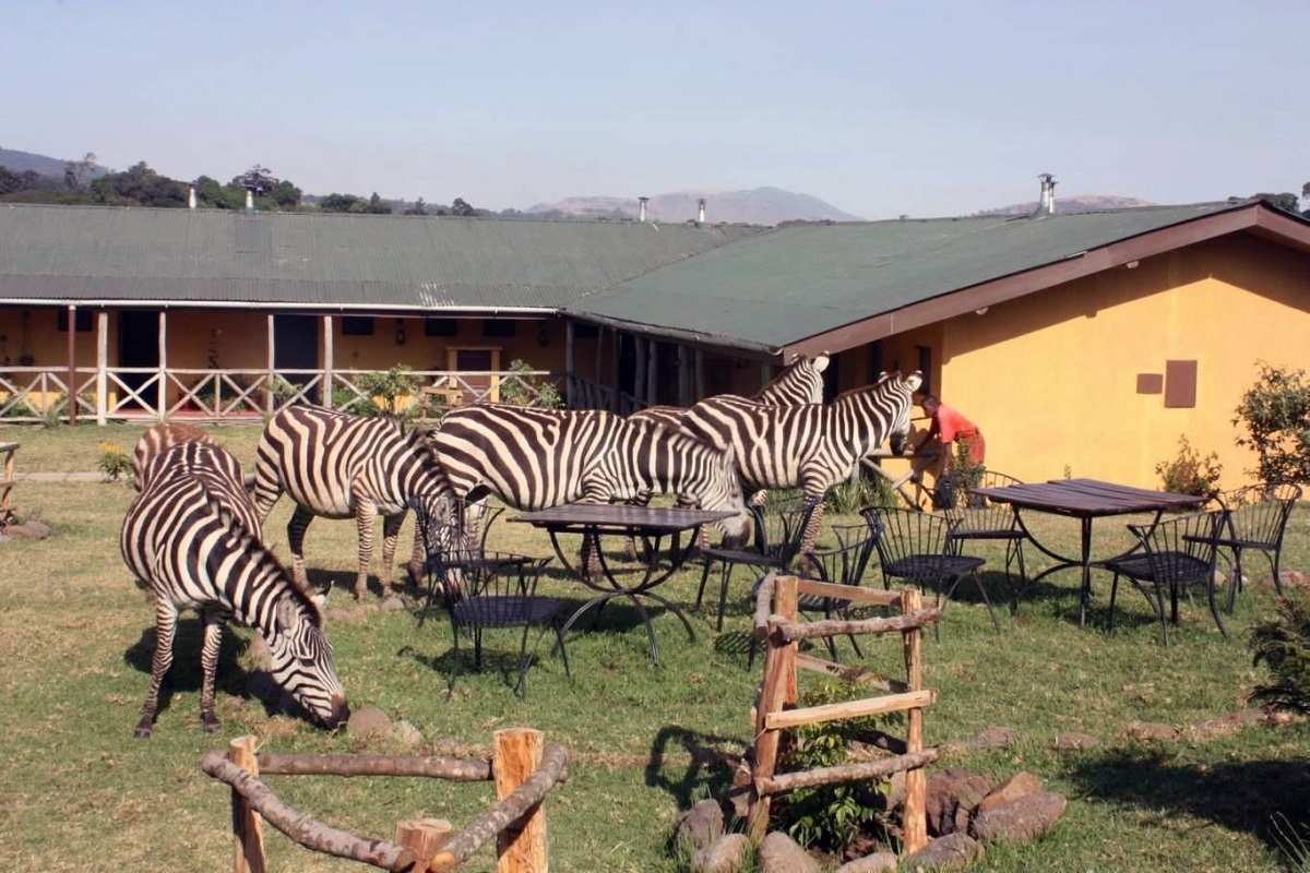 RHINO LODGE NGORONGORO